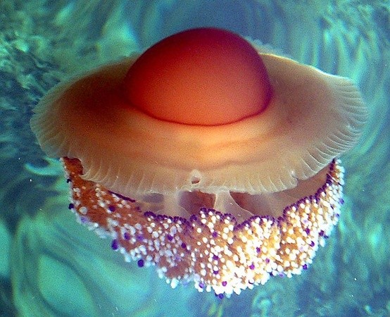 Photo:  Egg Jellyfish